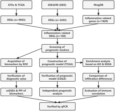 Construction of an immune-related gene signature for the prognosis and diagnosis of glioblastoma multiforme